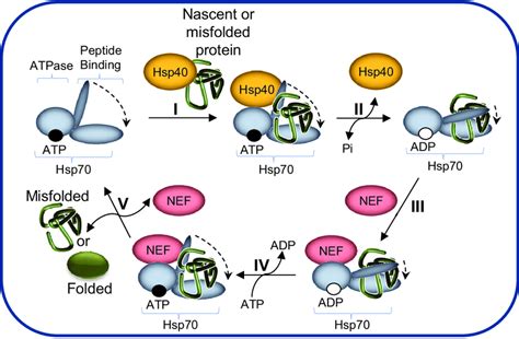 The Hsp70 Machinery Reaction Cycle I Hsp40 Mediates The Delivery Of Download Scientific