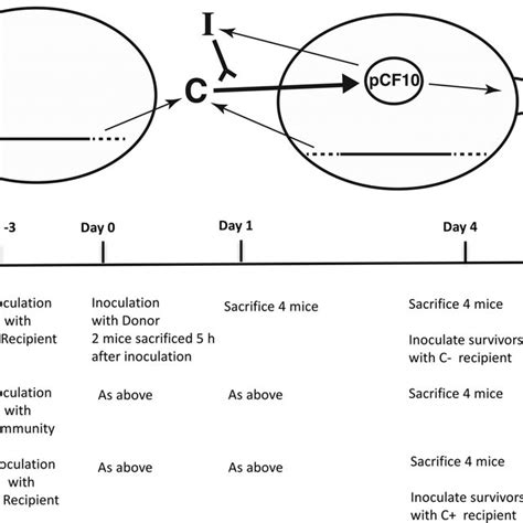 Role Of Sex Pheromone CCF In Transfer Of PCF In The Mouse