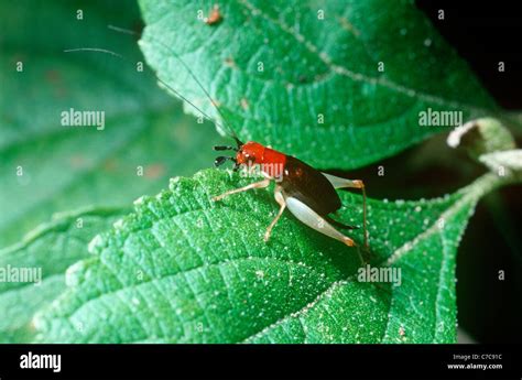 Red Headed Bush Cricket Phyllopalpus Pulchellus Gryllidae Female