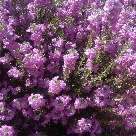 Leucophyllum X Heavenly Cloud Texas Sage Green Things Nursery