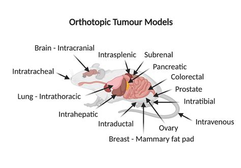 Jove Methods Collection Orthotopic Tumor Models