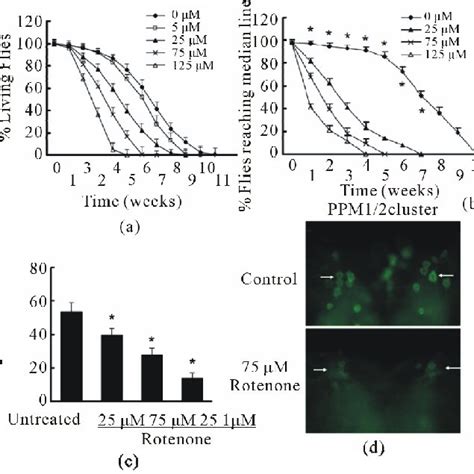 Rotenone Induced Pd Like Phenotypes In Drosophila A And B Rotenone At