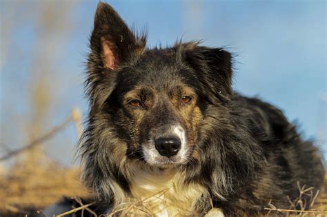 Border Collie Perro De Pastor Foto Gratis En Pixabay Pixabay