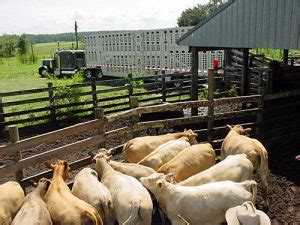 Using Growth Implants On Calves Uf Ifas Extension Levy County