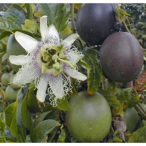 Passiflora Edulis Passion Fruit Palma Verde Exoten