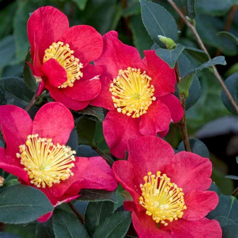 Camellia Sasanqua The Perfect Blend Of Foliage And Flowers