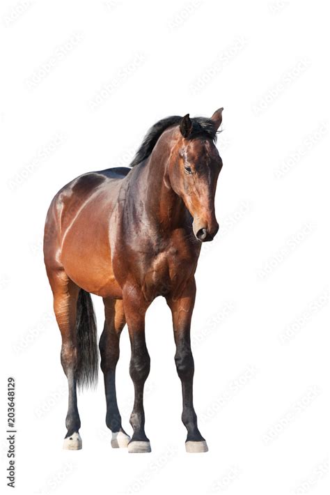 Bay Horse Standing Isolated On White Background Stock Photo Adobe Stock