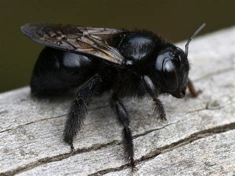 Potret Hewan Unik Berwarna Hitam Legam