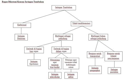 Tetes Ilmu Peta Konsep Dan Bdk Jaringan Tumbuhan
