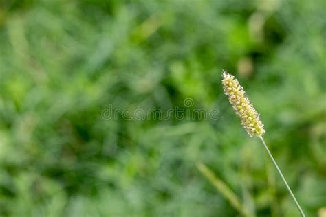 Natural Phalaris Minor In Froint Of Burry Green Background With A Copy