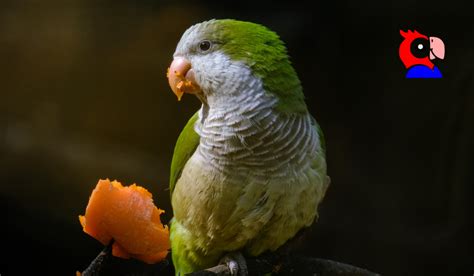 10 Amazing Quaker Parrot Facts You Didn’t Know