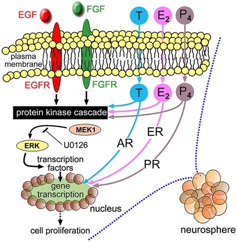 Schematic Diagram Depicting Egf Fibroblast Growth Factor Fgf And