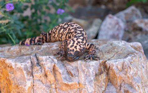 10 Interesting Facts About Gila Monster Reptile Jam