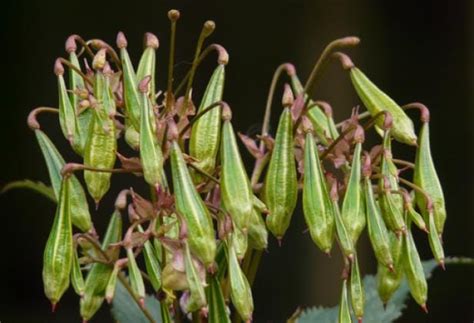 Himalayan Balsam Identification - PBA Solutions