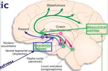 [BH] Psychosis: Schizophrenia Spectrum & Other Psychotic Disorders Flashcards | Quizlet