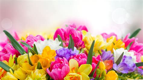 Spring Flowers Screensavers Wallpaper