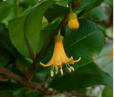 Matabuey Goetzea Elegans Wydler Enciclopediapr