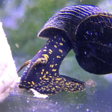 Yellow Spotted Rabbit Snail Florida Mystery Snails