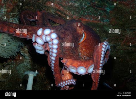 Pulpos Gigantes Del Pac Fico Enteroctopus Dofleini Cautivo Fotograf A