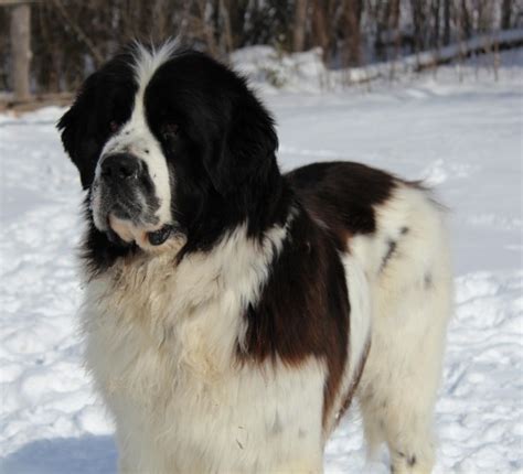 Landseer Newfoundland Dog | [#] Lunawsome