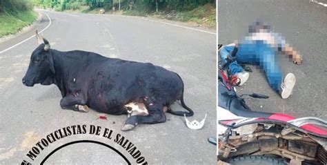 Conductor resulta grave tras chocar contra una vaca dejándola herida