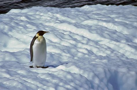 Emperor Penguin Aptenodytes Forsteri In Antarctica Flickr