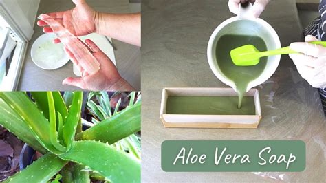 Making Cold Process Aloe Vera Soap Harvesting The Leaves And Gel