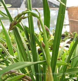 Orchids, hybridize, propagate, grow: Cymbidium Seedling spike progress