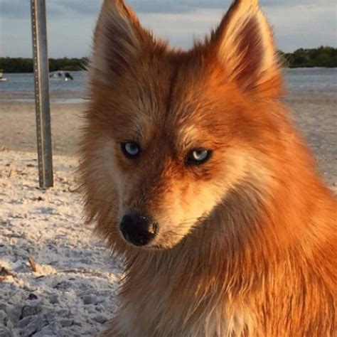 How Much Are Husky Mixed With Pomeranian