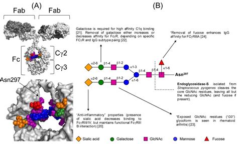 Unravelling Glycobiology By Nmr Spectroscopy Intechopen