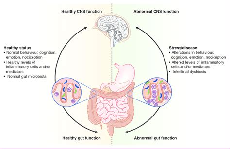 Impact Of The Gut Microbiota On The Gut Brain Axis In Health And