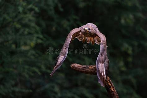 Common Buzzard Flying In The Forest Stock Image Image Of Powerful Beak 271632951