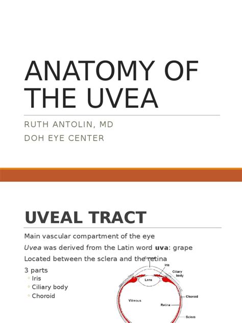 Anatomy of the Uvea | Epithelium | Human Eye