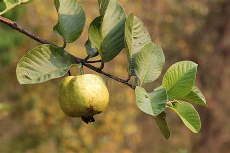 Guava fruit on the tree. stock photo. Image of exotic - 155590988