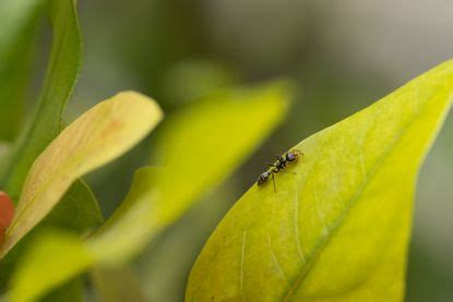 How to Prevent Flying Ants Getting in a House | Livingetc