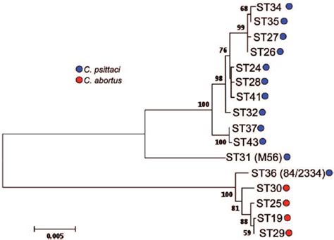 Phylogenetic Analyses Of Concatenated Sequences Of 7 Housekeeping Gene