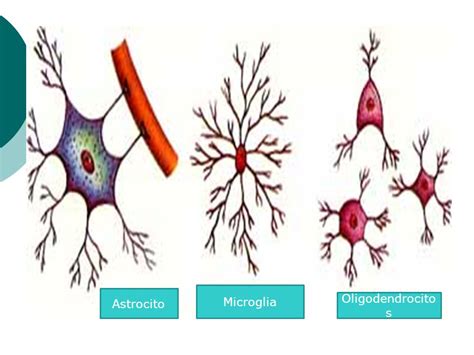 Aprende Todo Sobre Los Astrocitos Y Sus Diferentes Tipos