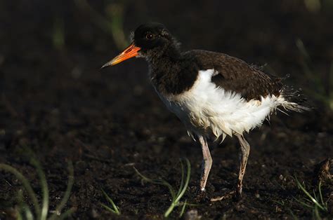 Haematopus Ostralegus Strandskade Danske Svampe