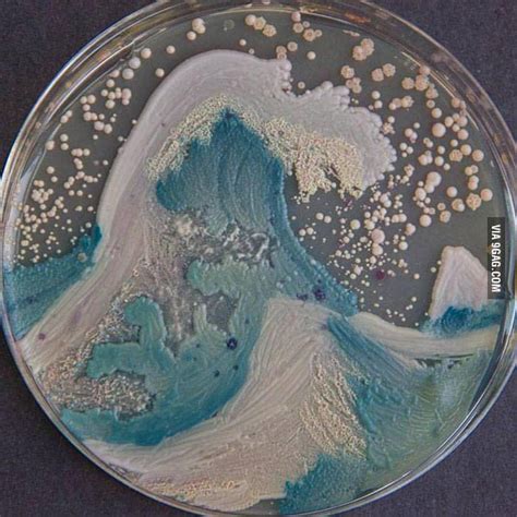 The American Society For Microbiologists Hosted The First Bacteria Art