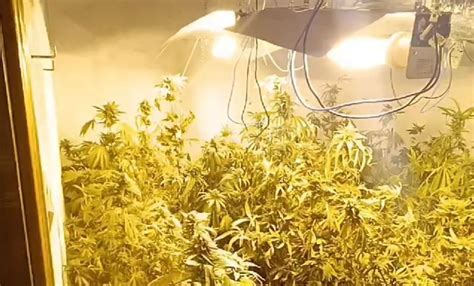 Cr Nica Balear Resultados Para Plantas Marihuana Piso Palma