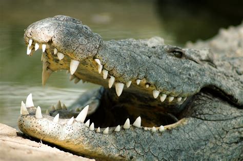 Huge Crocodile Caught on Camera Eating Pet Dog Alive: 'Oh No Benny ...