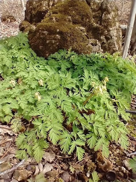 Dutchman S Breeches From Burlington VT 05408 USA On April 18 2022 At