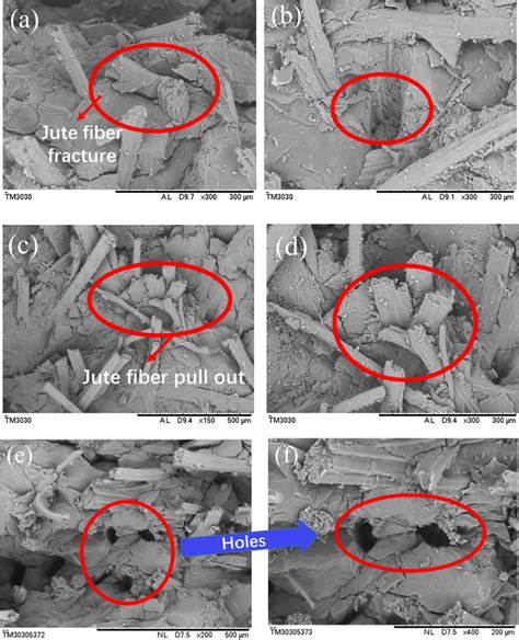 The Tensile Fractured Morphologies Of Jutepla Composites A B Fiber