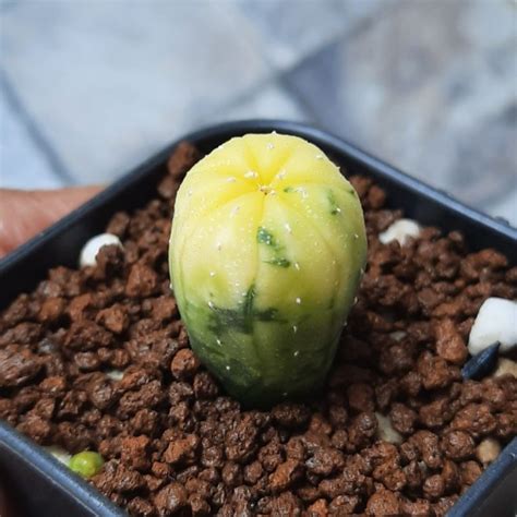 Jual Kaktus Astro Variegata Astrophytum Asterias Full Variegata