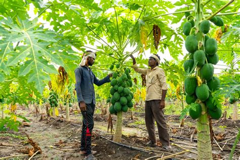 Papaya Farming In Thailand