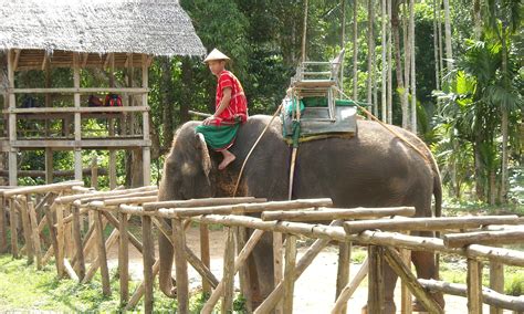 Elephant Trekking In Thailand