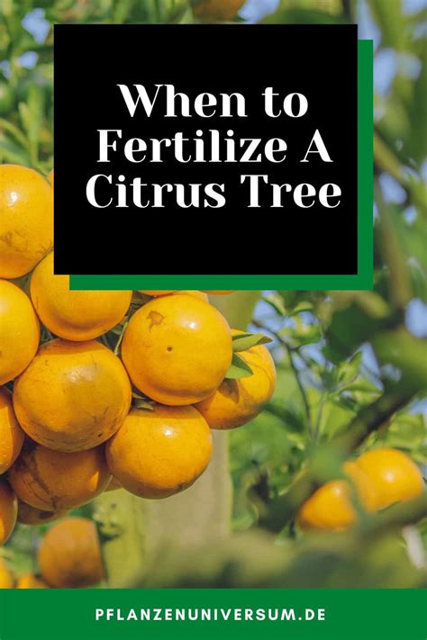 When To Fertilize A Citrus Tree Fertilize Citrus Trees