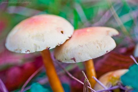 Magical Colourful Mushrooms I Thought Id Add These Colourf Flickr