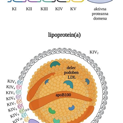 Comparison of plasminogen and lipoprotein(a) (Lp(a)) structure ...