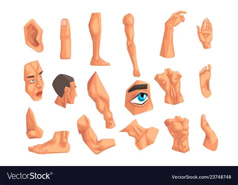 Male Body Parts Set On A Royalty Free Vector Image